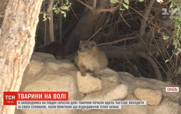 В Израиле животные перестали бояться людей
