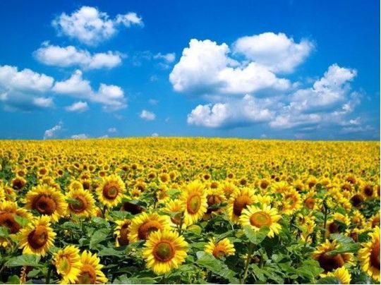В Україні приспустять державні прапори: країна вшановує пам'ять своїх загиблих захисників