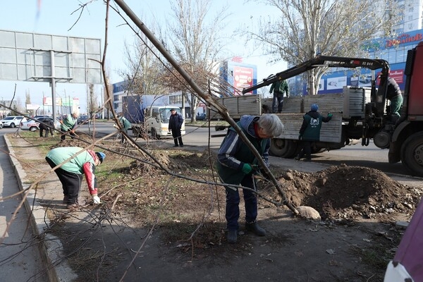 Одесситы продолжают высаживать 1000 акаций: как присоединиться
