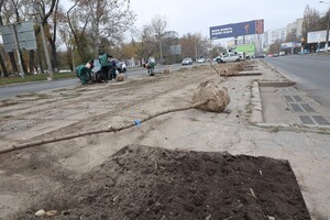 Одесситы продолжают высаживать 1000 акаций: как присоединиться