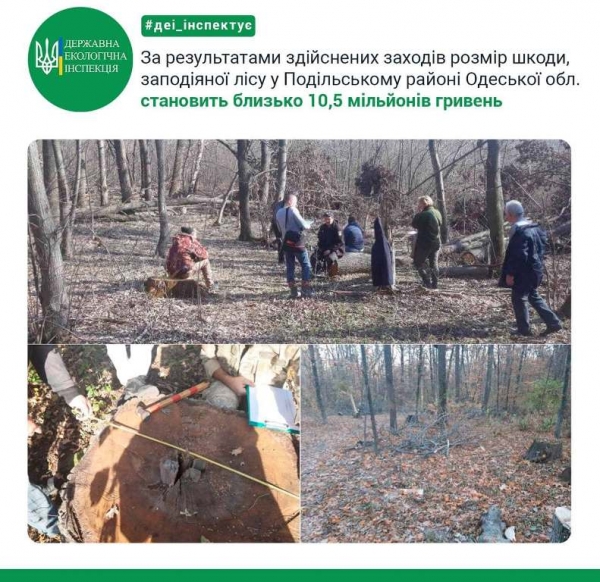10 миллионов гривен: в Одесской области подсчитали ущерб от вырубки леса 
