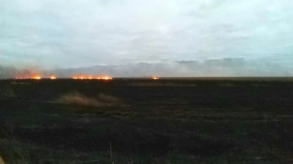 В Нижнеднестровском нацпарке бушевал сильный пожар